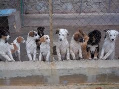 Affidati a due associazioni e ad un canile rifugio dei cani destinati all’adozione