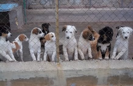 Progetto “Crescere insieme”: iniziativa promossa dal Comune per l’educazione alla cura e alla gestione degli animali domestici