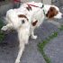 Efficaci controlli della Polizia Municipale sui conduttori di cani