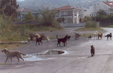 La Regione vara standard più rigidi per la lotta al randagismo, definiti i decreti attuativi che riguardano l’attuazione della Legge Regionale