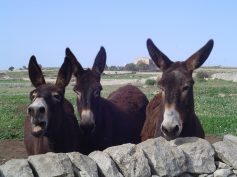 Incentivi agli allevatori delle razze autoctone