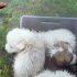 Getta 5 cuccioli in un fiume: identificato e denunciato dai Carabinieri di Giarratana che salvano i giovanissimi animali