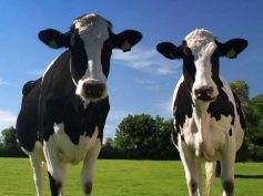 Contributi comunali per la promozione e valorizzazione prodotti agricoli: c’è profumo di erogazioni per i soliti noti?