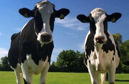 Comparto lattiero-caseario in ginocchio: i produttori ragusani incontrano il Prefetto