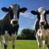 Torna la Fiera Agricola, ormai solo consueto rito di passerella politica