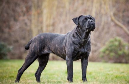 Una proposta di legge dell’on. le Nino Minardo per regolamentare il possesso e la detenzione di cani da presa e da difesa