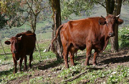 Le razze bovine autoctone, una ricchezza della terra siciliana, da difendere e da tutelare