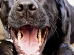 Incontro, al Comune di Ragusa, con le associazioni animaliste della città. Barone con Orazio Ragusa all’ASP per discutere sui cani