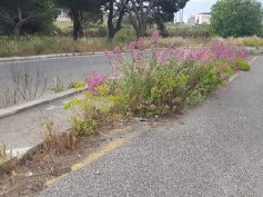 Interventi di scerbatura in città, manutenzione dei cigli stradali e differenziata ‘porta a porta’ nelle contrade