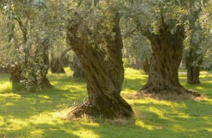 Il Progetto ARISTOIL fa tappa al museo regionale di Aidone