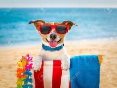 Riservata una spiaggia per i cani, ma non è l’ideale