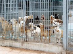 Lorefice: “10 milioni di euro ai Comuni in dissesto e pre-dissesto per la costruzione di rifugi per cani randagi”