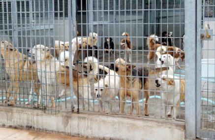 Il Sindaco Cassì e l’assessore Barone illustrano la gestione del canile rifugio sanitario