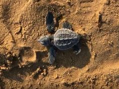 Lieto evento sulla spiaggia di Pezza Filippa, a Scicli: invasione di tartarughe Caretta Caretta appena nate
