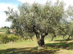 Piante di ulivo in concessione