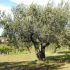 Piante di ulivo in concessione