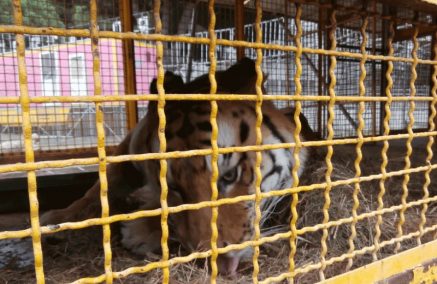 Questione del circo con animali a Ragusa, anche i 5 Stelle protestano, il Sindaco si giustifica ma non c’è chiarezza