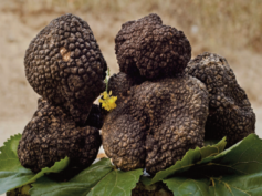 Il Tartufo Siciliano, Ddl 496, per la valorizzazione e sviluppo, presentato dall’on.le Nello Dipasquale