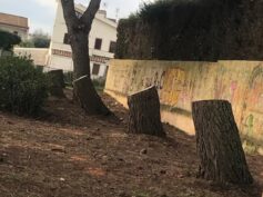 Dal PD di Ragusa, allarme per alcuni alberi tagliati, per il Comune si tratta di lavori di messa in sicurezza