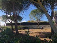 Come avevamo anticipato, l’amministrazione chiarisce la polemica creata sugli alberi tagliati di via Calipari