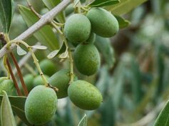 Quattro aziende che producono Olio DOP Monti Iblei in finale per il premio ‘Ercole Olivario’