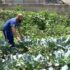“LIBERE TENEREZZE, LAUDATO SI’”, all’interno del carcere di Ragusa i detenuti producono ortaggi