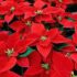 A Vittoria, Confcommercio collabora per rendere più accogliente la città nel periodo di Natale, con le Stelle di Natale donate da Commerfidi di Ragusa