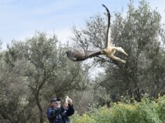 Polizia Provinciale: recuperato e liberato un raro esemplare di Aquila di Bonelli