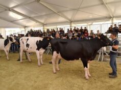 La Fiera Agricola Mediterranea rischia assai proprio al compimento del 50esimo compleanno