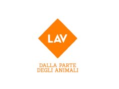 La LAV denuncia che cacciatori sparano a pochi metri dal canile Achille Birotto di Chiaramonte Gulfi