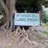“La foresta che avanza” celebra gli alberi secolari in occasione della Festa dell’albero