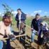 Iniziativa dei 5 Stelle, “Alberi per il futuro”, totalmente assente l’amministrazione comunale per la Festa dell’Albero