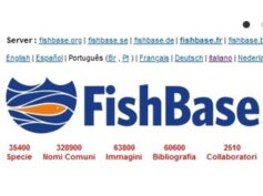 Importanti ricerche ittiologiche condotte in Sicilia inserite nel Database internazionale FishBase