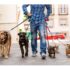 Riconosciuta anche in Sicilia la figura del pet-sitter
