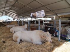 L’assessore regionale all’agricoltura Barbagallo ha inaugurato la 49esima edizione della Fiera Agroalimentare Mediterranea