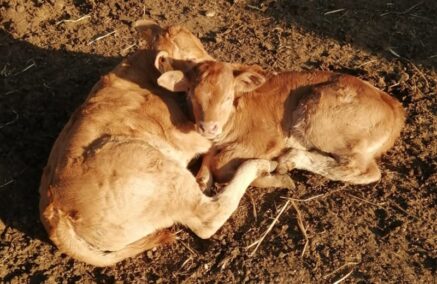 Casi di blue tongue anche sul territorio comunale di Ragusa, l’allarme del consigliere comunale Battaglia