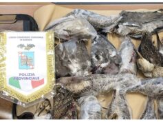 Polizia Provinciale: denunciati due bracconieri maltesi