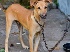 Un cane incaprettato legato ad un guardrail, un episodio gravissimo, ma il randagismo è altra cosa