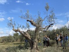 Convegno “Tonda Iblea”: due giornate dedicate all’olivicoltura di eccellenza