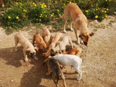 “Progetto Cani Liberi” dell’OIPA di Ragusa, dovrebbe essere una opportunità soprattutto per le amministrazioni del territorio immobili sulla problematica