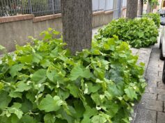 Verde pubblico spontaneo e decoro urbano, attacco frontale del segretario cittadino di Fratelli d’Italia all’assessore D’Asta