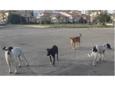 Sembrava una storia a lieto fine … eppure le scelte di Peppe Cassì non piacciono a tutti