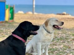 Un passo avanti per i diritti degli animali