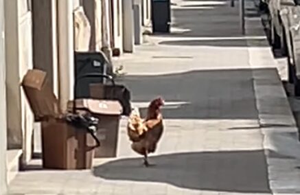 Ragusa, le galline passeggiano per via Carducci