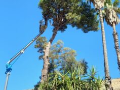 Un pino pluridecennale abbattuto a Comiso, nel cortile comunale, la denuncia del capogruppo PD