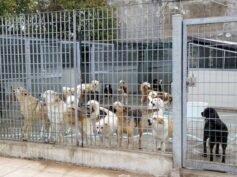 5 Milioni di euro per l’Emergenza Randagismo in Sicilia. Risorse ripartite in base alle spese 2024 per i canili