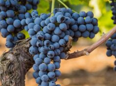 “Stile Siciliano: i vini rossi del futuro”. A Milano l’evento dell’Enoteca Regionale della Sicilia sede del Sud Est
