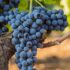 “Stile Siciliano: i vini rossi del futuro”. A Milano l’evento dell’Enoteca Regionale della Sicilia sede del Sud Est