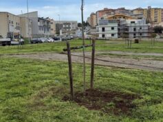 Il settore del verde pubblico attivo per la piantumazione di 34 nuovi alberi e manutenzione straordinaria del patrimonio arboreo
