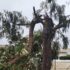 Tutela del patrimonio arboreo: l’assessorato prosegue la politica di costante informazione, i giovani del PD chiedono un piano per interventi non emergenziali